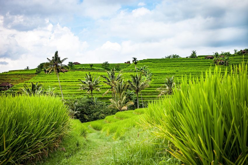 Bali on a budget travel guide